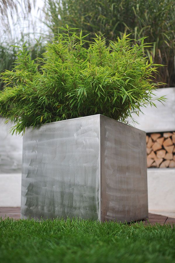 Bambus Rhizomsperre
